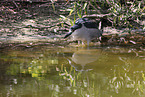 night heron