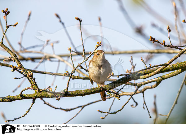 Nachtigall sitzt auf Zweigen / Nightingale sitting on branches / MBS-24069