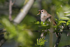 Nightingale sitting on branch