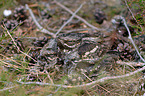 Eurasian nightjar