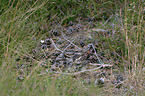 Eurasian nightjar