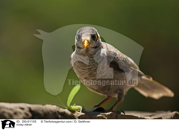 Weistirn-Schwatzvogel / noisy miner / DG-01105