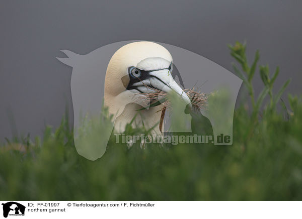 Batlpel / northern gannet / FF-01997