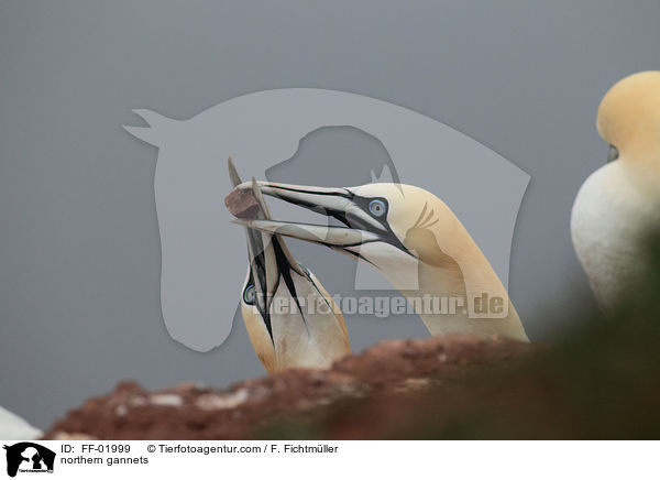 Batlpel / northern gannets / FF-01999