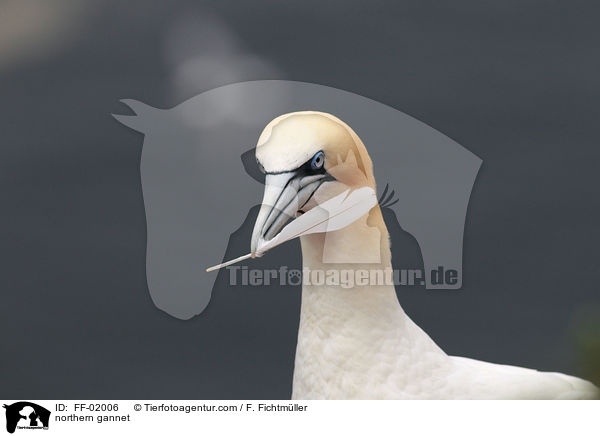 Batlpel / northern gannet / FF-02006