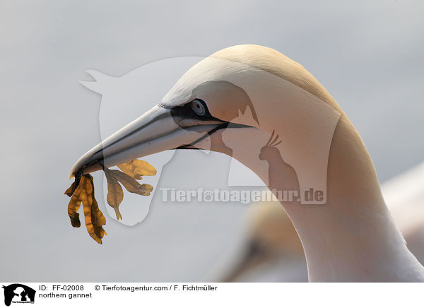 Batlpel / northern gannet / FF-02008