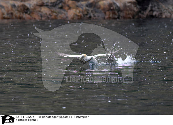 Batlpel / northern gannet / FF-02236