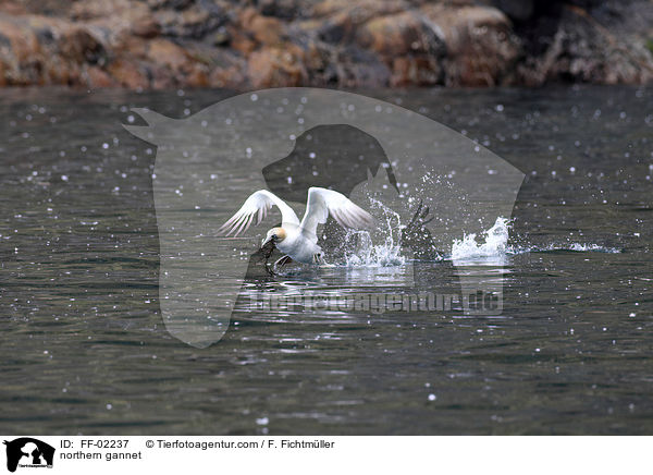 Batlpel / northern gannet / FF-02237