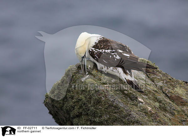 Batlpel / northern gannet / FF-02711