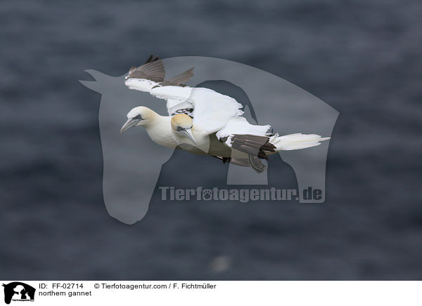 Batlpel / northern gannet / FF-02714