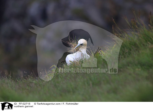 Batlpel / northern gannet / FF-02715