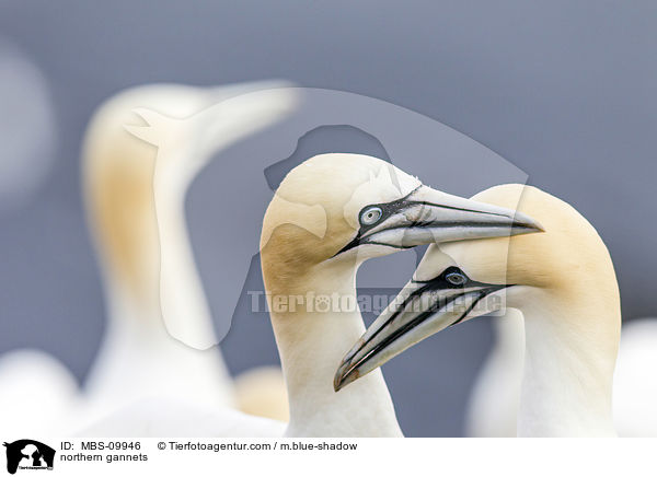 Batlpel / northern gannets / MBS-09946