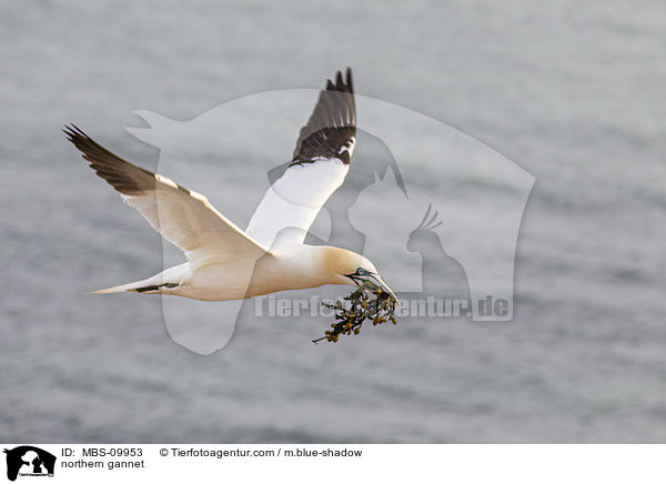 Batlpel / northern gannet / MBS-09953