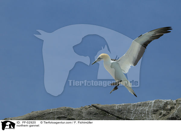 Batlpel / northern gannet / FF-02920