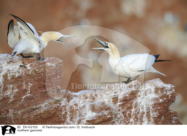 Batlpel / northern gannets / DV-03103