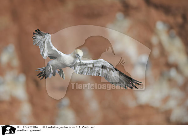 Batlpel / northern gannet / DV-03104