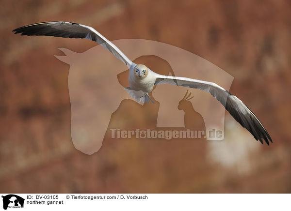Batlpel / northern gannet / DV-03105