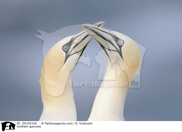 Batlpel / northern gannets / DV-03106
