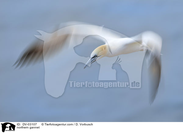 Batlpel / northern gannet / DV-03107