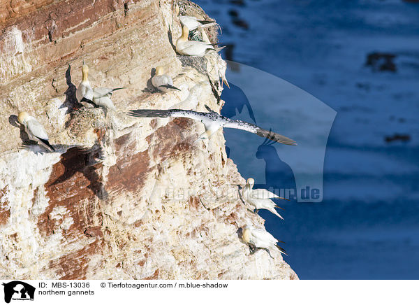 Basstlpel / northern gannets / MBS-13036
