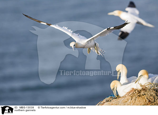 Basstlpel / northern gannets / MBS-13039
