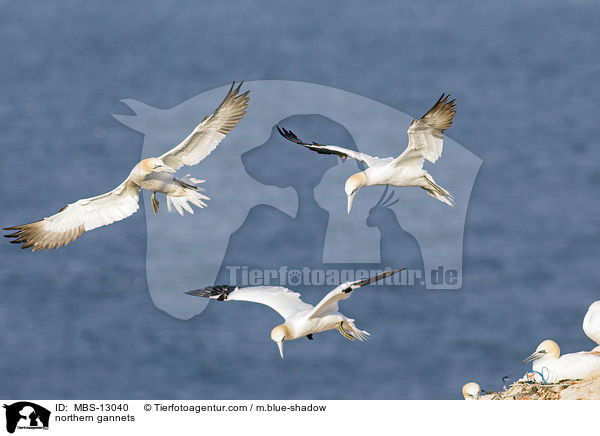 Basstlpel / northern gannets / MBS-13040