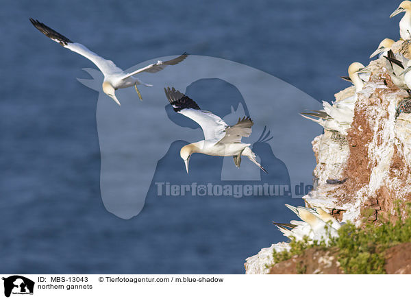 Basstlpel / northern gannets / MBS-13043