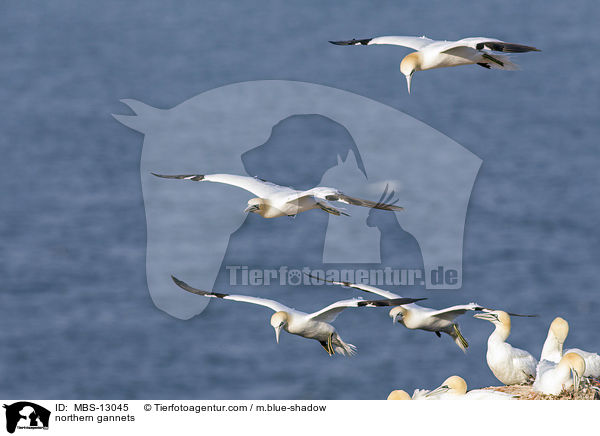 Basstlpel / northern gannets / MBS-13045