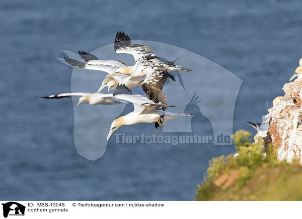 Basstlpel / northern gannets / MBS-13048
