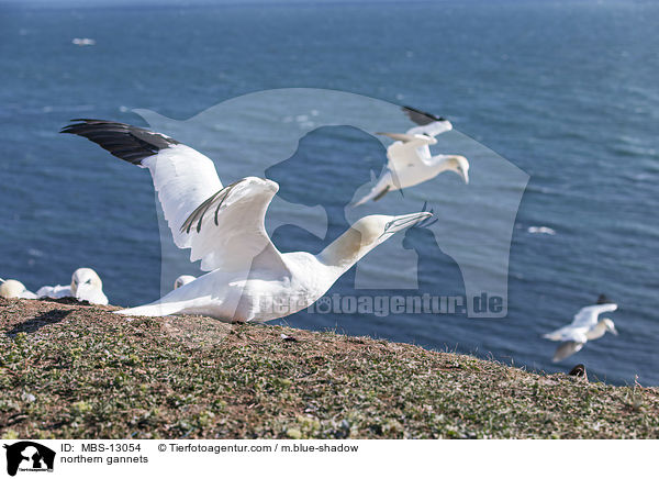Basstlpel / northern gannets / MBS-13054