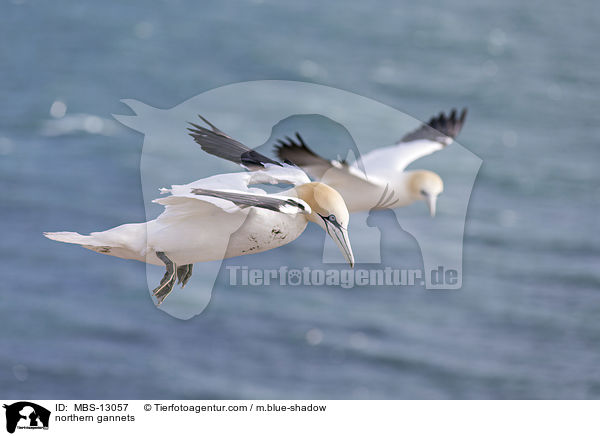 Basstlpel / northern gannets / MBS-13057