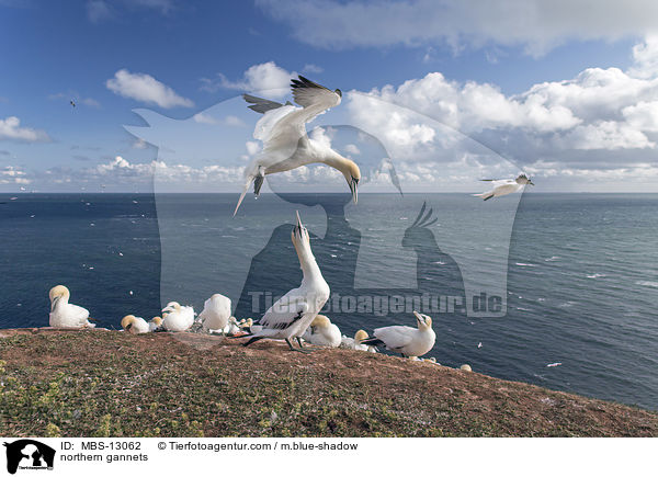 Basstlpel / northern gannets / MBS-13062