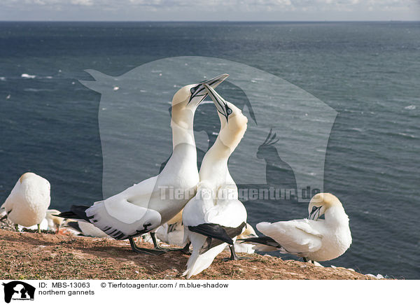 Basstlpel / northern gannets / MBS-13063