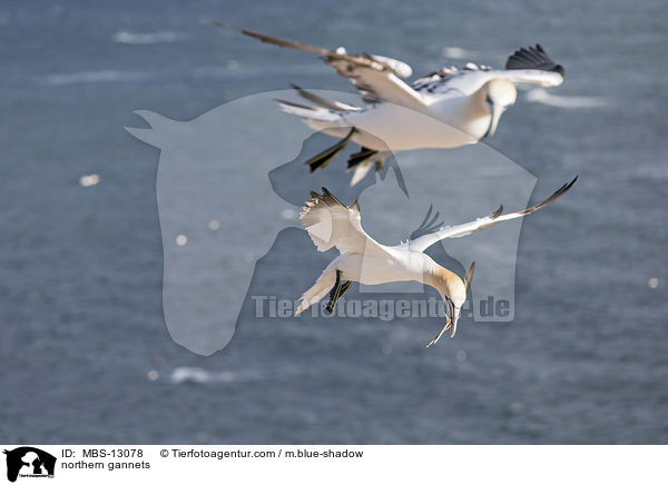 Basstlpel / northern gannets / MBS-13078
