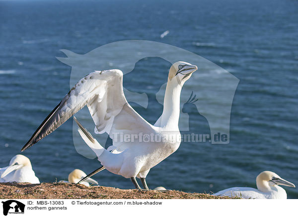 Basstlpel / northern gannets / MBS-13083
