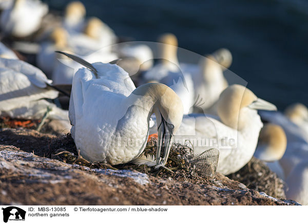 Basstlpel / northern gannets / MBS-13085