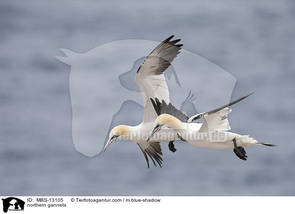 Basstlpel / northern gannets / MBS-13105