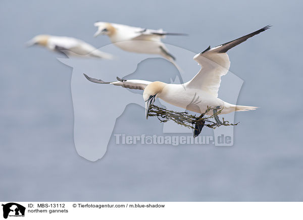 Basstlpel / northern gannets / MBS-13112