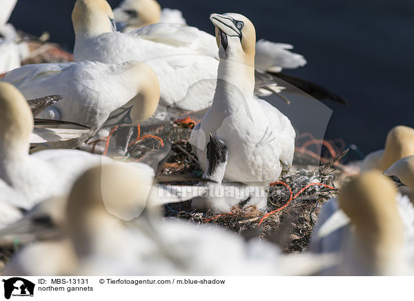 Basstlpel / northern gannets / MBS-13131