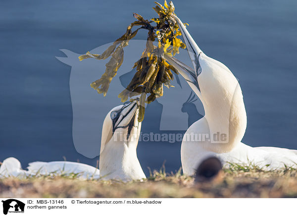 Basstlpel / northern gannets / MBS-13146