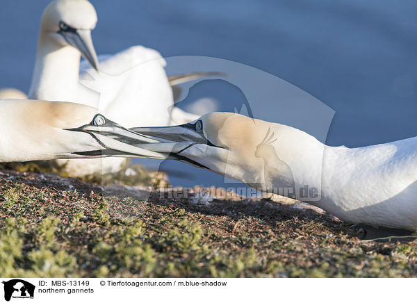 Basstlpel / northern gannets / MBS-13149