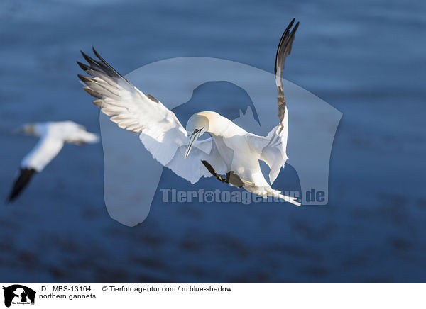 Basstlpel / northern gannets / MBS-13164