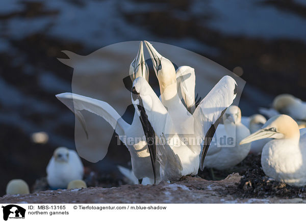 Basstlpel / northern gannets / MBS-13165