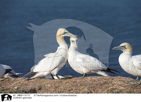 Basstlpel / northern gannets / MBS-13177