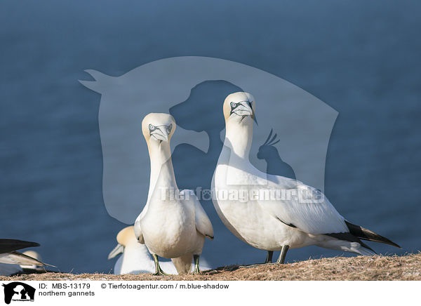 Basstlpel / northern gannets / MBS-13179