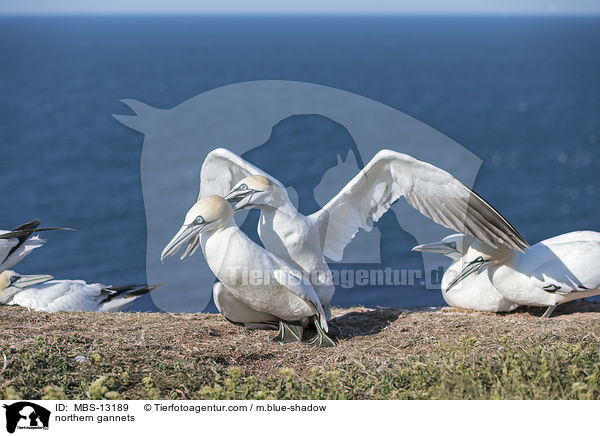 Basstlpel / northern gannets / MBS-13189