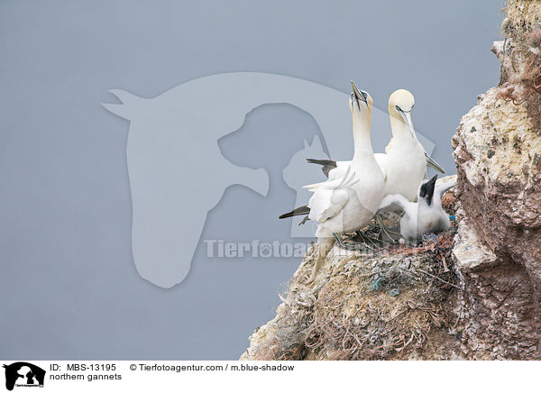 Basstlpel / northern gannets / MBS-13195