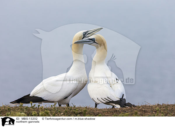 Basstlpel / northern gannets / MBS-13202