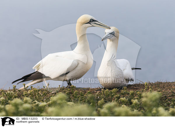 Basstlpel / northern gannets / MBS-13203