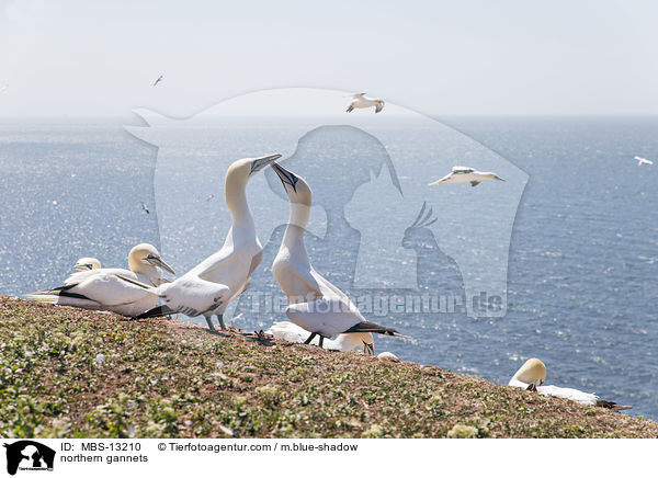 Basstlpel / northern gannets / MBS-13210